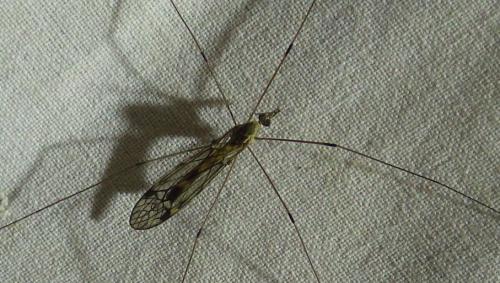 Tipula rufina